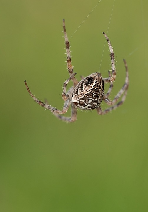 araneus 459187 960 720