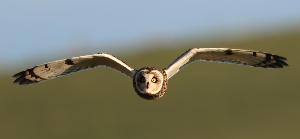 bird 9676060 960 720